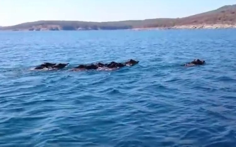 Диви прасета плуват в Черно море (видео)