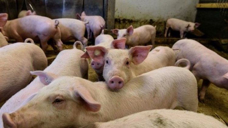 Как се убиват прасета с измама. Становище на експерт