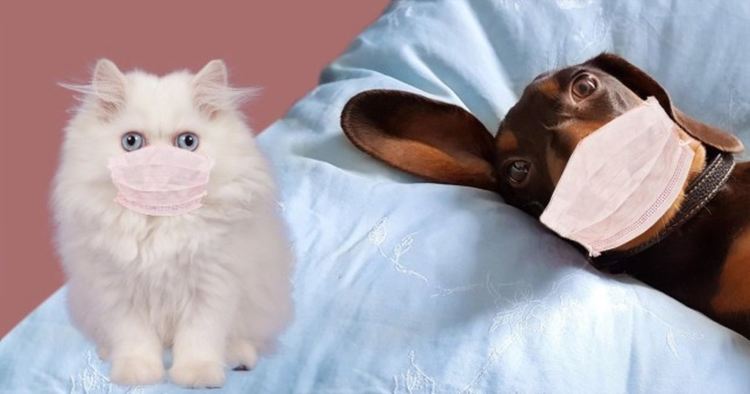 Домашна котка е с положителен резултат за коронавирус