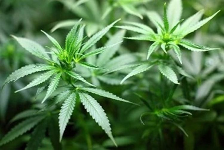 Спипаха 17-годишен да отглежда коноп, задържаха двама младежи с марихуана