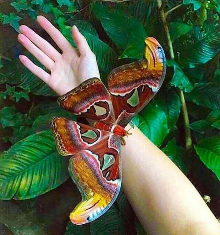 Attacus atlas